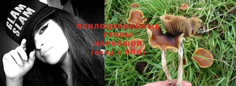 как найти закладки  Северская  Псилоцибиновые грибы Magic Shrooms 